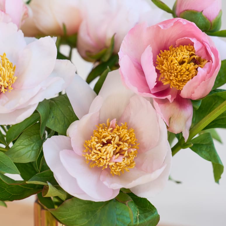 Specialty Field Trial Peonies - Super limited supply!