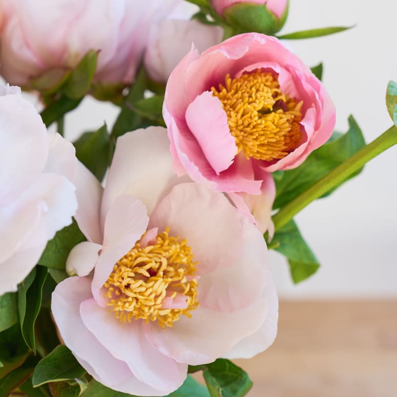 Specialty Field Trial Peonies - Super limited supply!