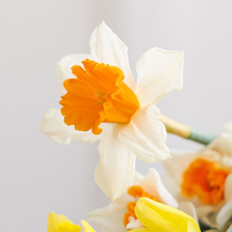 Gold You So: 50 Daffodils!