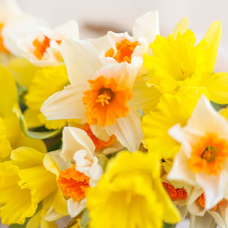 Gold You So: 50 Daffodils!