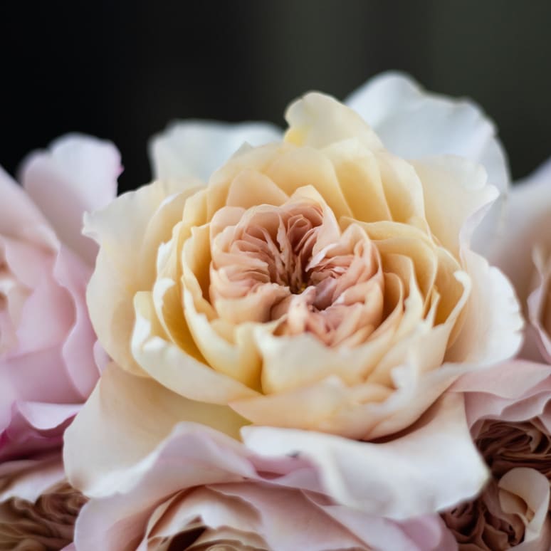 Christina's Favorite Garden Roses