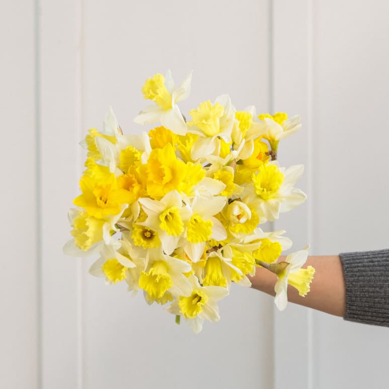 Gold You So: 50 Daffodils!
