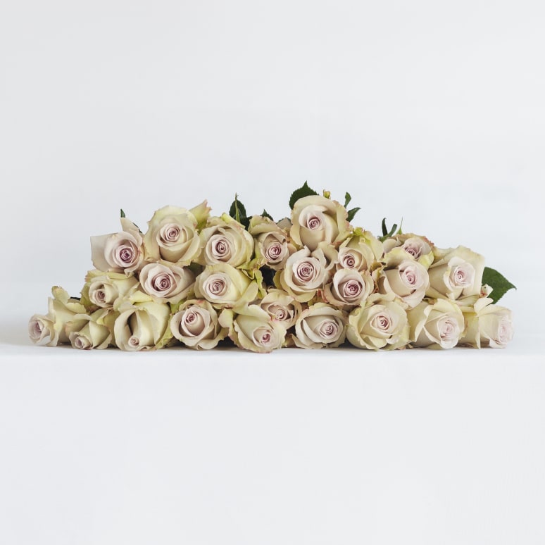 Grower's Choice Garden Roses x 2!