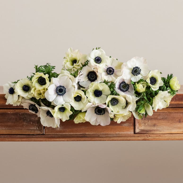 Grower's Choice Anemones x 2!