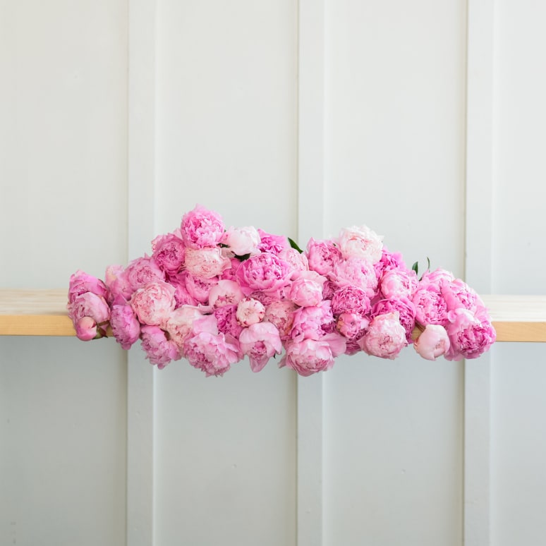 The Most Peonies!