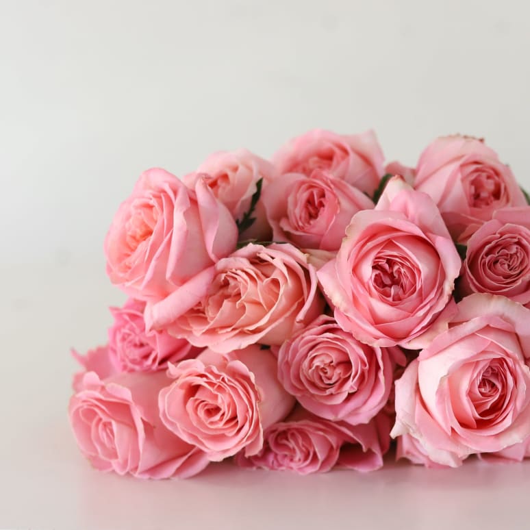 Grower's Choice Garden Roses x 2!