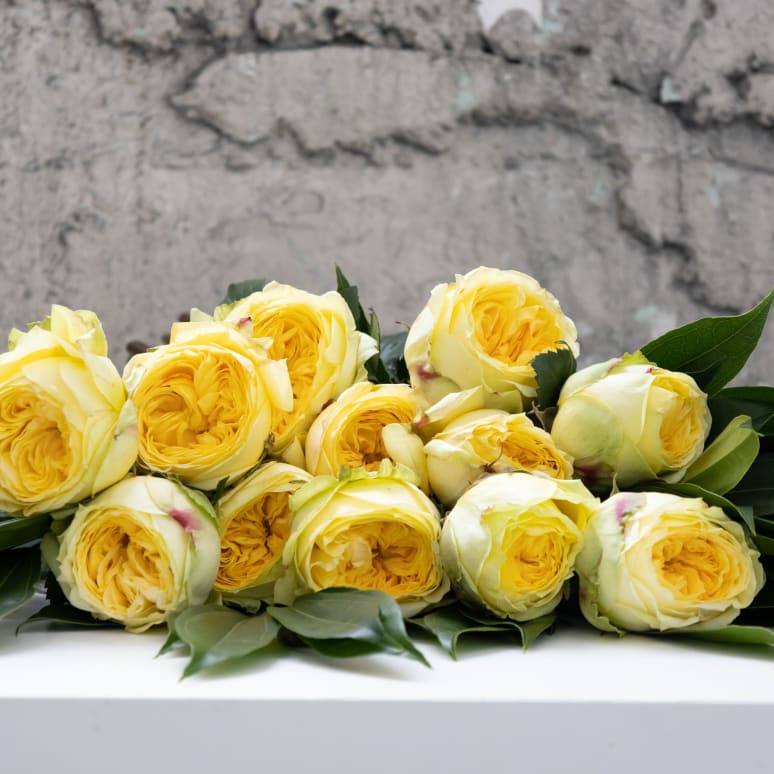 Grower's Choice Garden Roses!