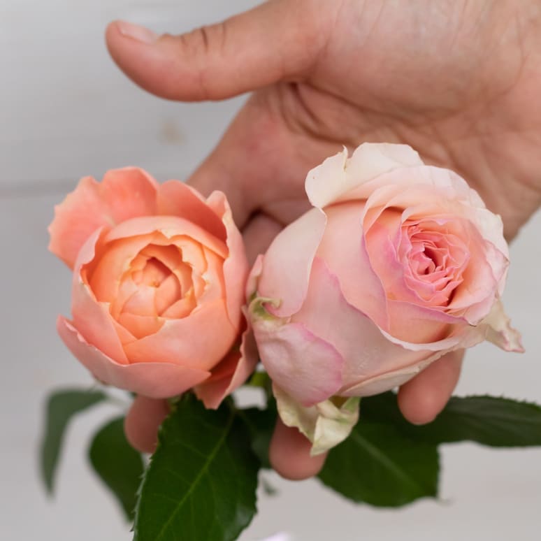 Grower's Choice Garden Roses!