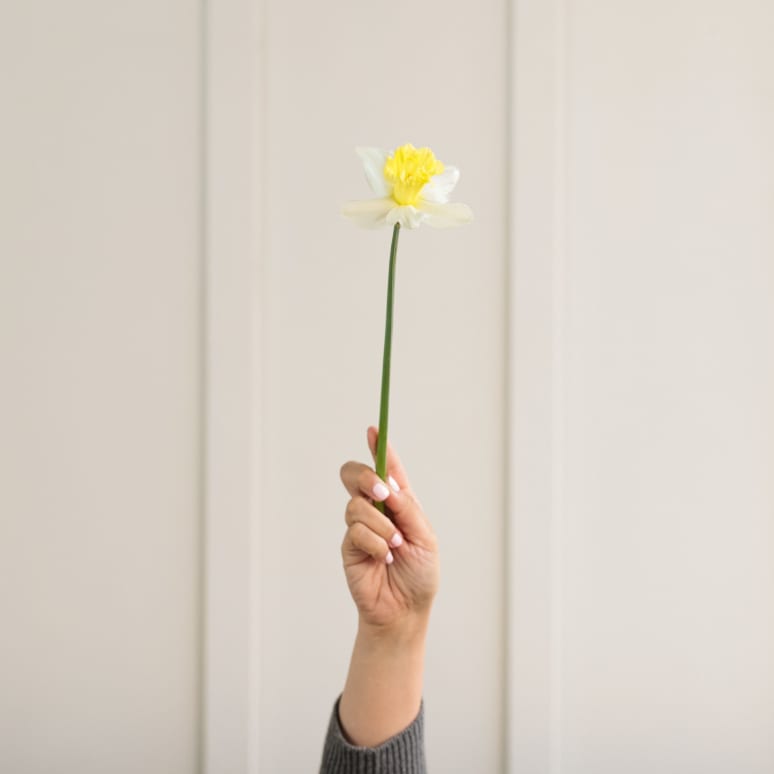 Gold You So: 50 Daffodils!