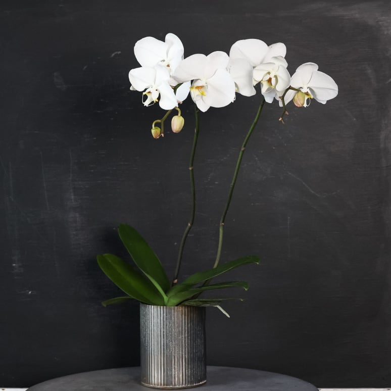 Phal Safe