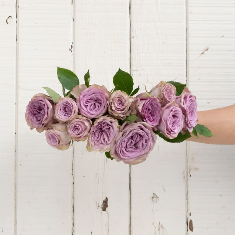 Grower's Choice Garden Roses!