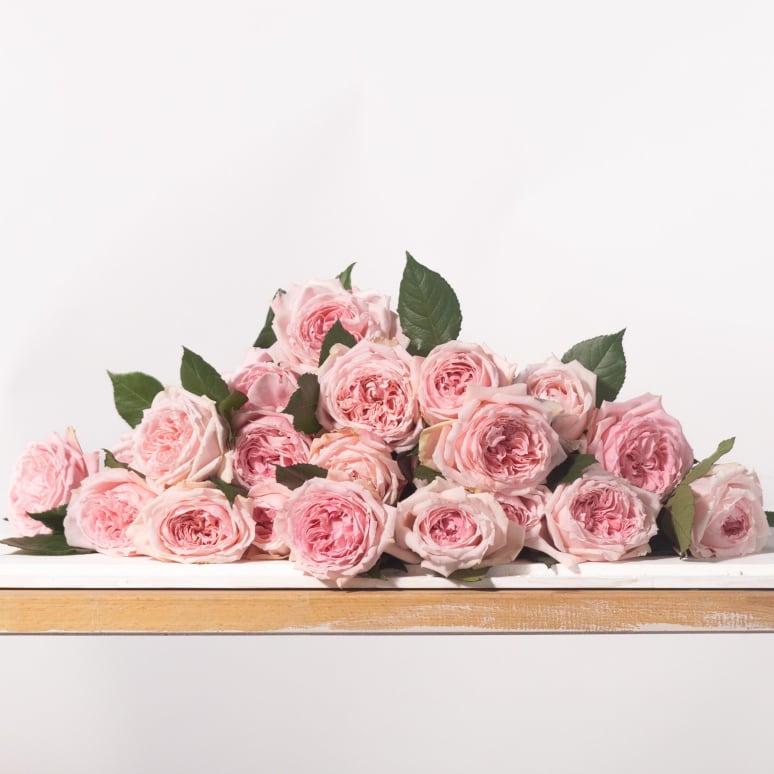 Grower's Choice Garden Roses x 2!