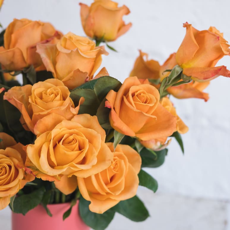 Grower's Choice Garden Roses x 2!