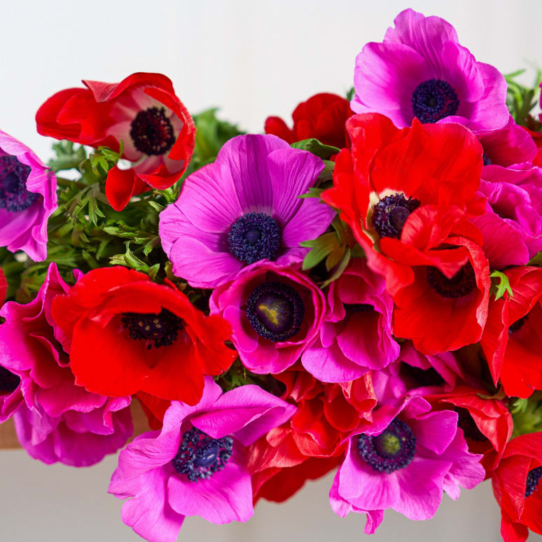 Grower's Choice Anemones x3!