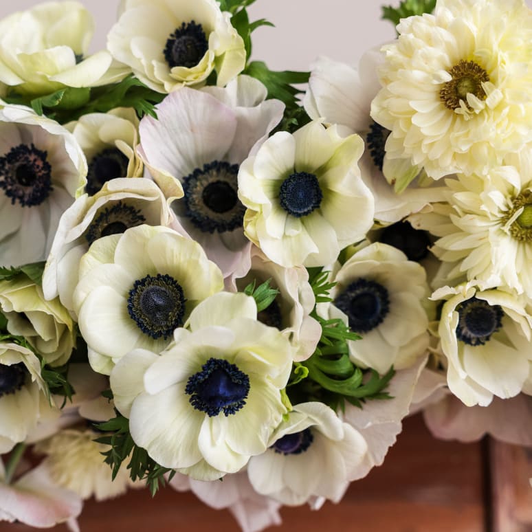 Grower's Choice Anemones x3!