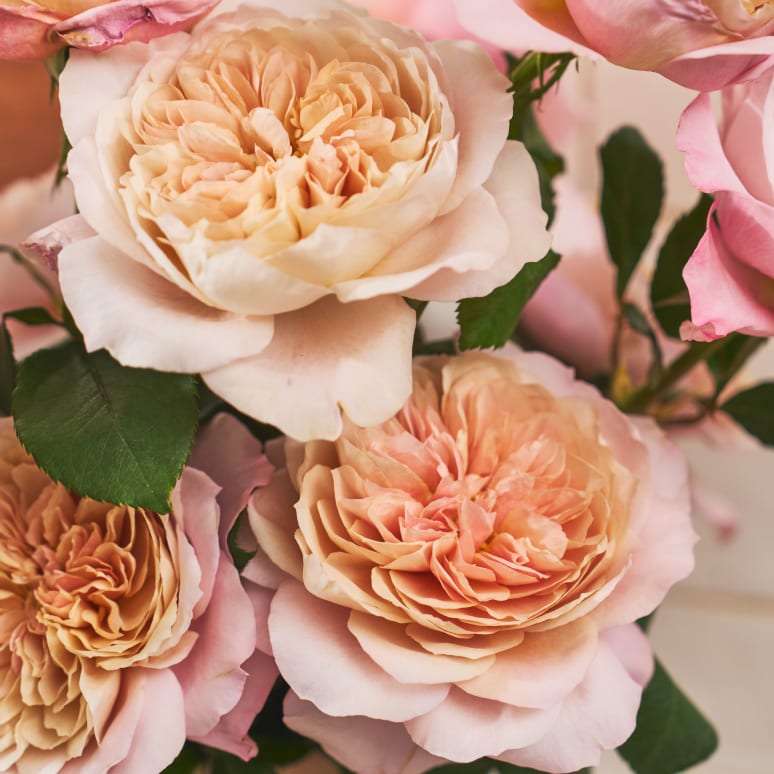Grower's Choice Garden Roses!