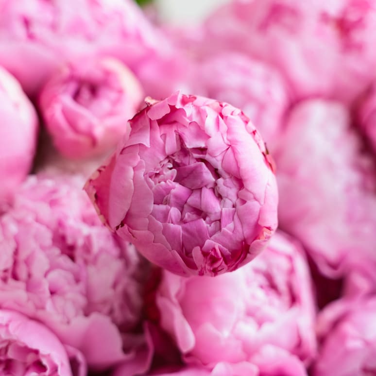 Peonies!
