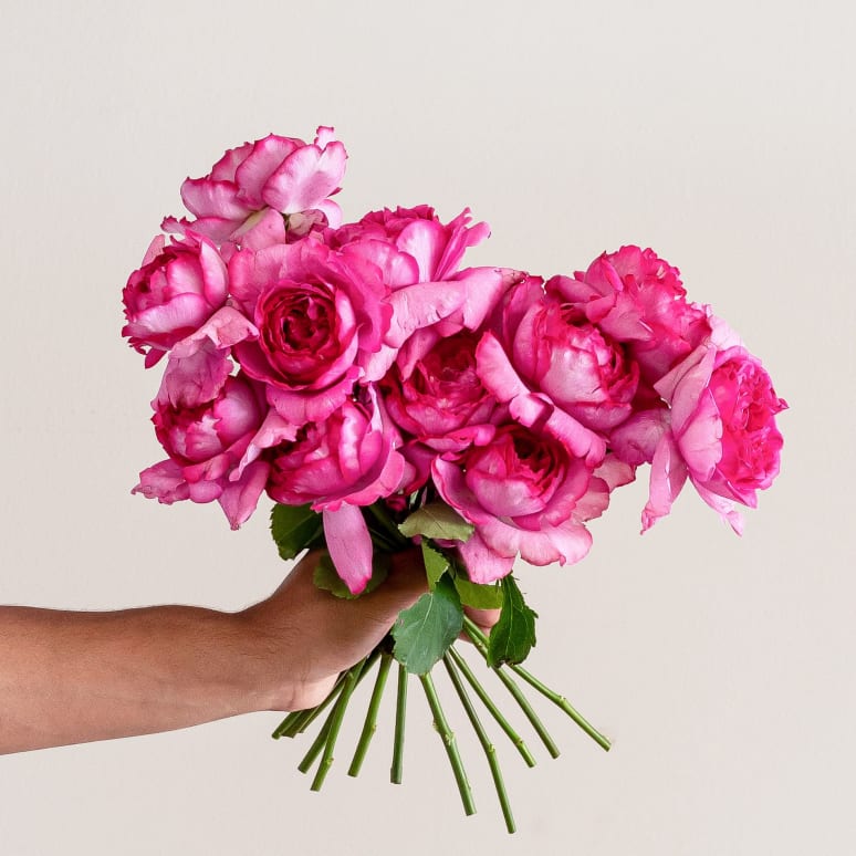 Grower's Choice Garden Roses!