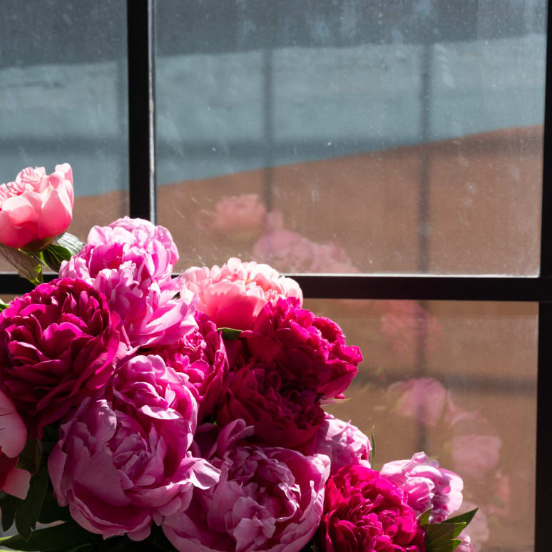 More Peonies!