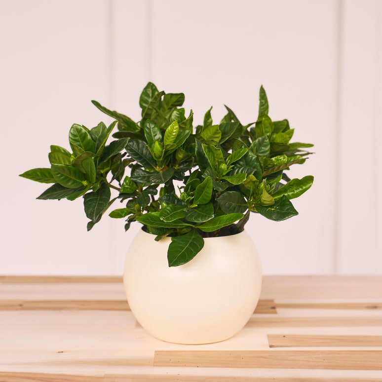Avant Gardenia