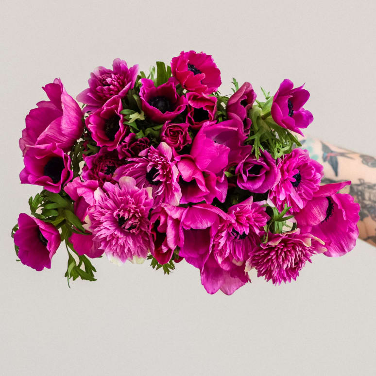 Grower's Choice Anemones x 2!