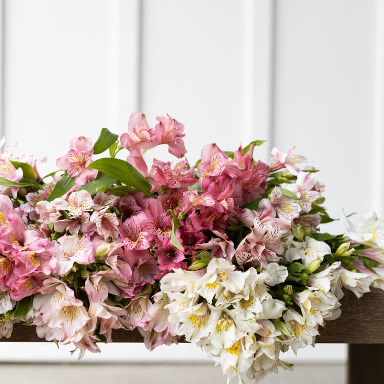 Big Box: Alstroemeria