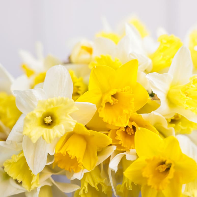 Gold You So: 50 Daffodils!