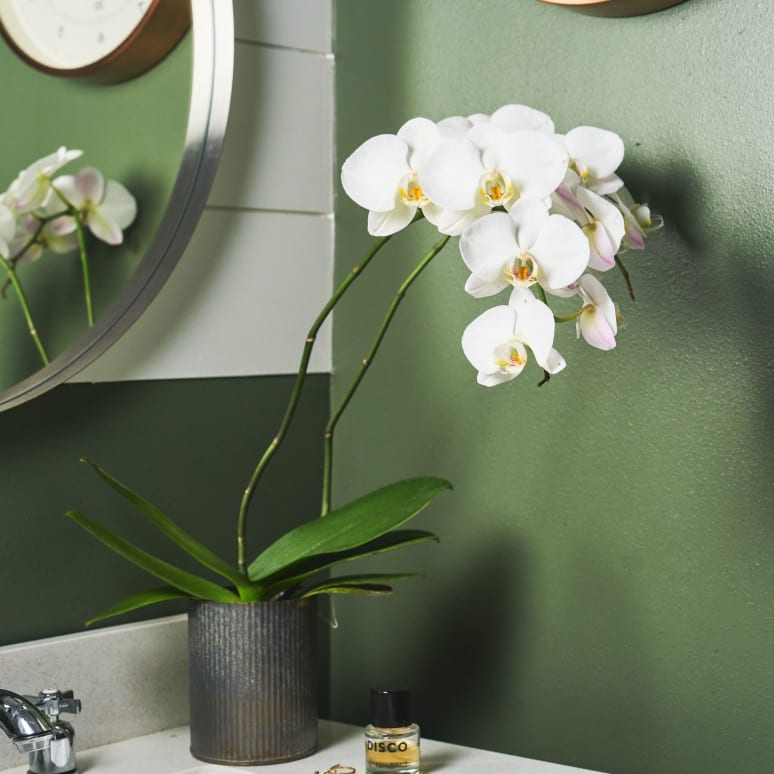 Phal Safe