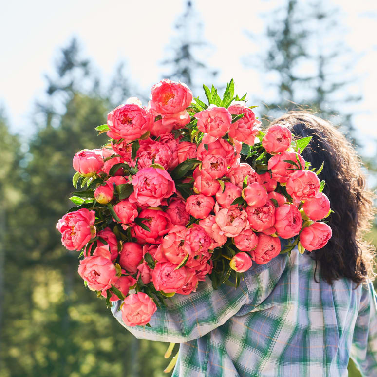 The Most Peonies!