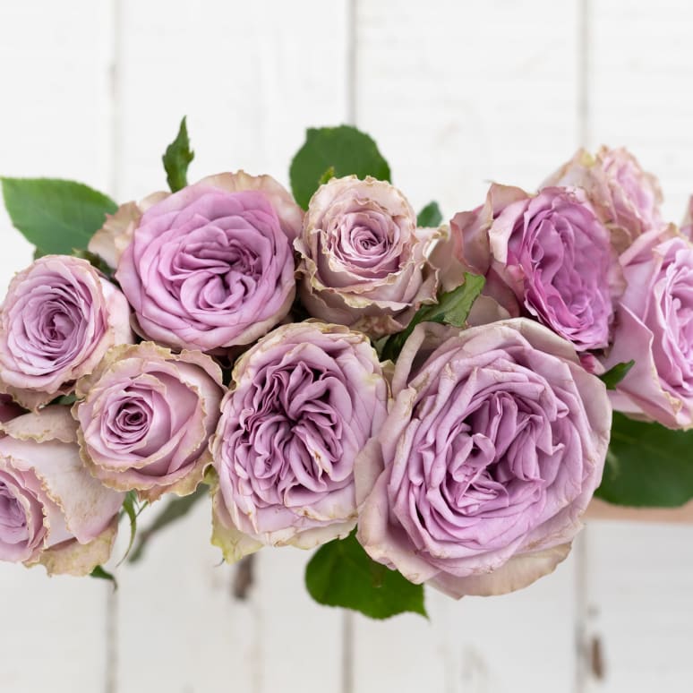 Grower's Choice Garden Roses!