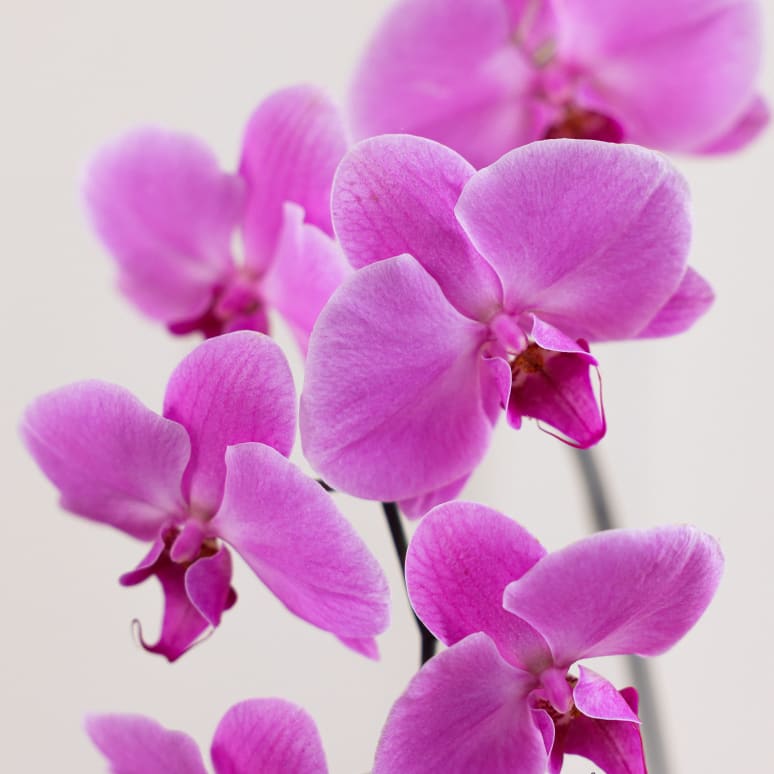 Epic Phal