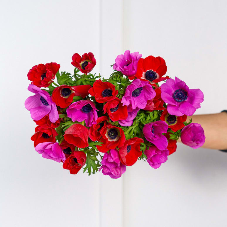 Grower's Choice Anemones x 2!