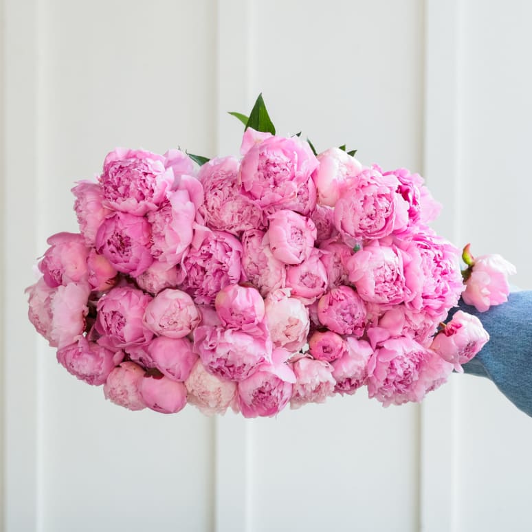 The Most Peonies!