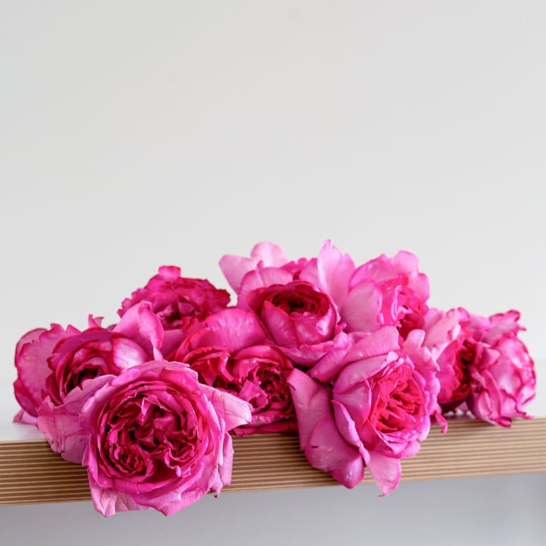 Grower's Choice Garden Roses!