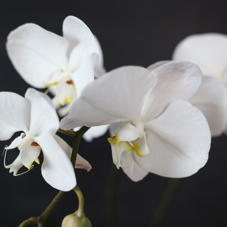 Phal Safe