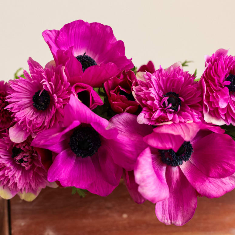 Grower's Choice Anemones!
