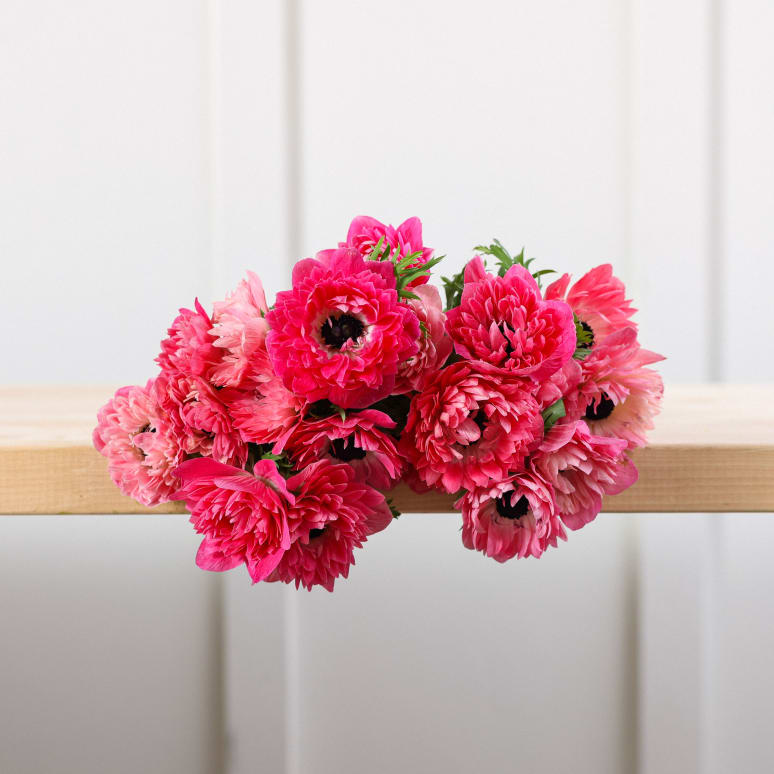 Grower's Choice Anemones!