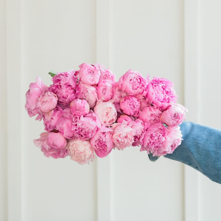 More Peonies!