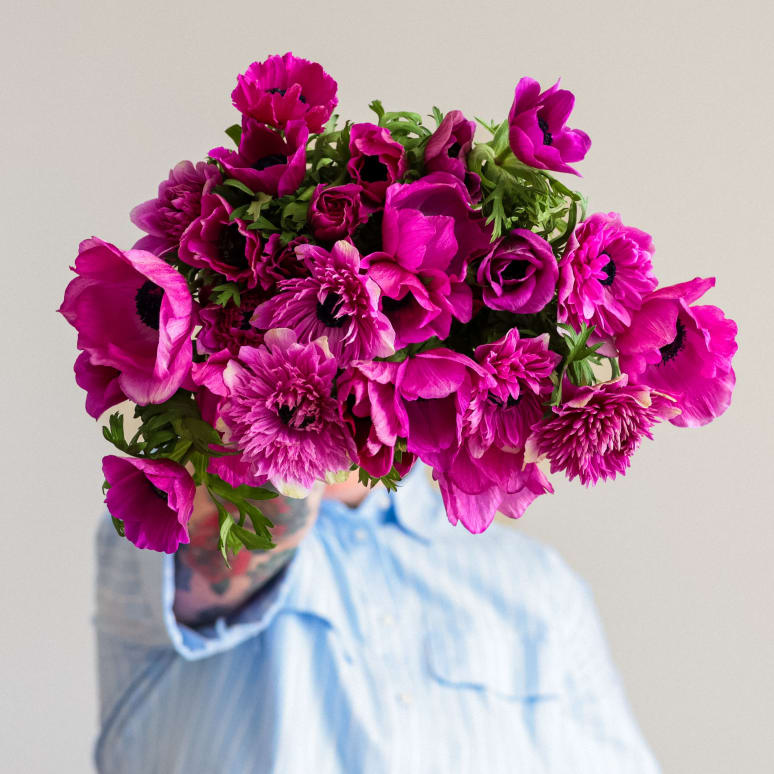 Grower's Choice Anemones x 2!
