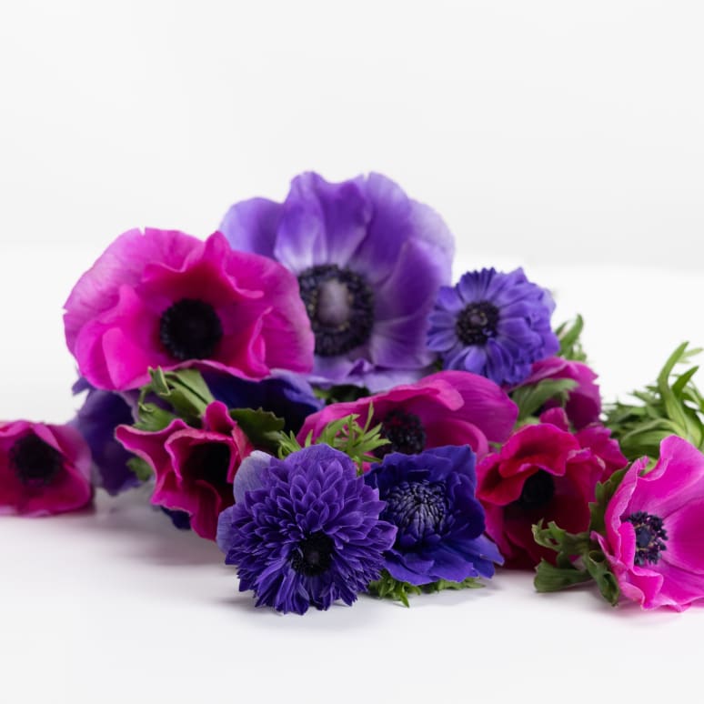 Grower's Choice Anemones x 2!