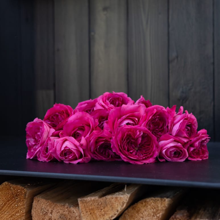 Grower's Choice Garden Roses x 2!