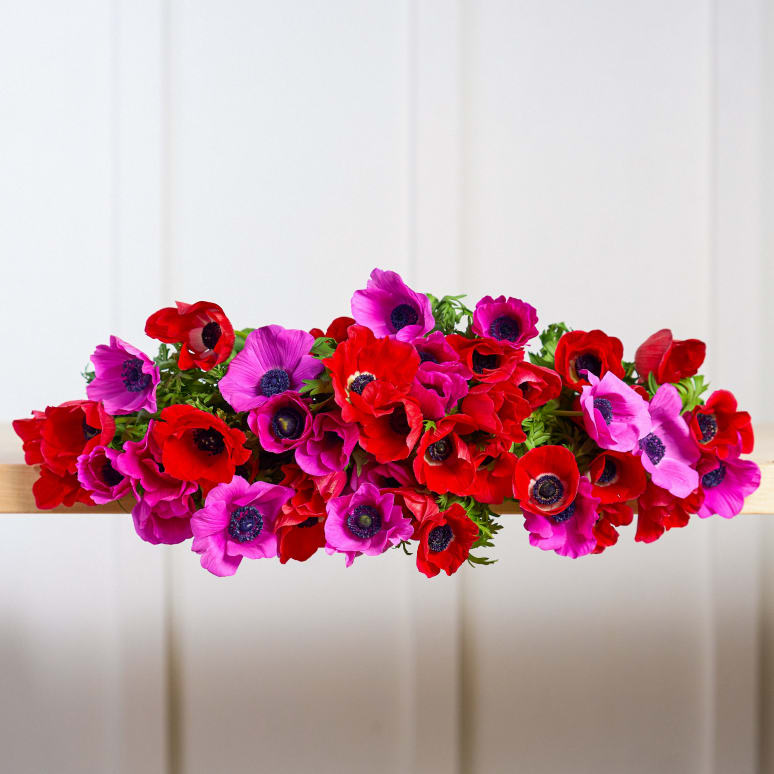 Grower's Choice Anemones x3!