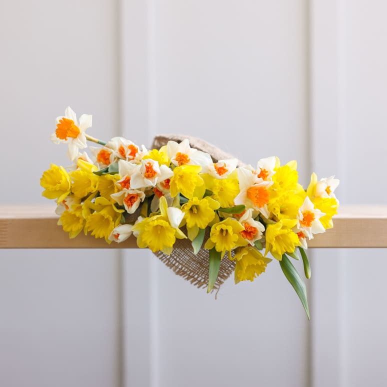 Gold You So: 50 Daffodils!