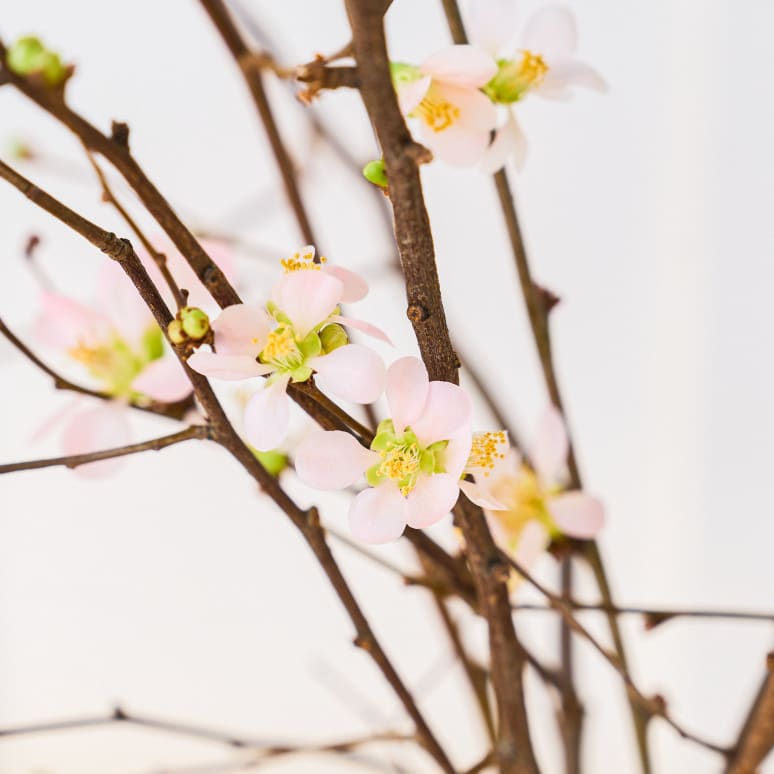 Quince Charming