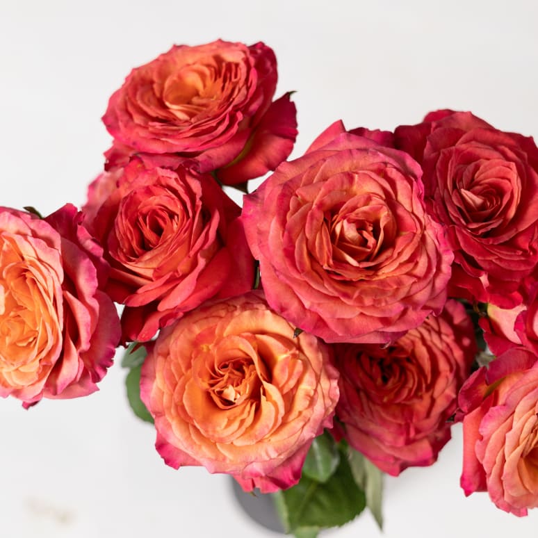 Grower's Choice Garden Roses!