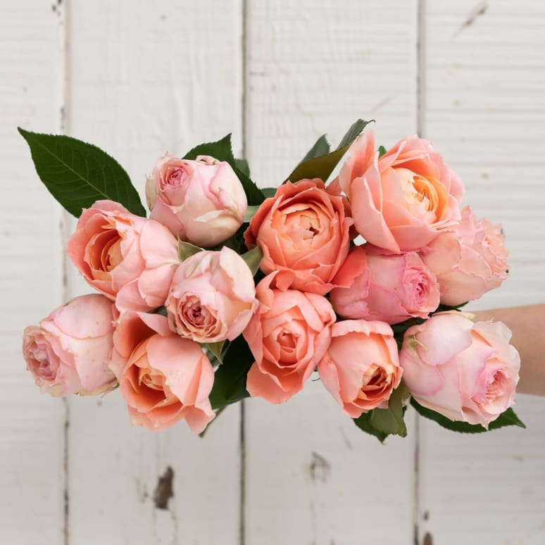 Grower's Choice Garden Roses!