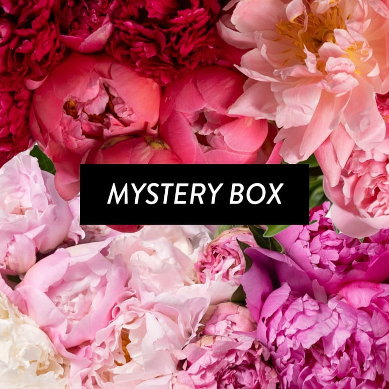 Mystery Box: A Dozen Peonies!