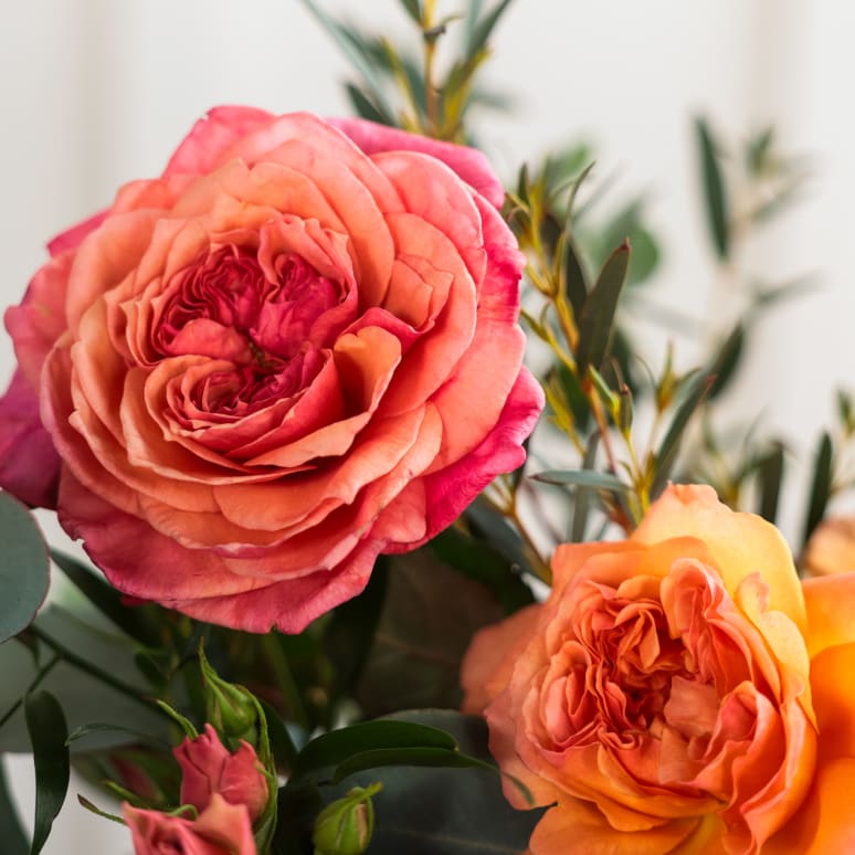 With Heart: Every Mother Counts Garden Roses