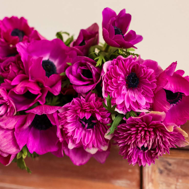 Grower's Choice Anemones x 2!