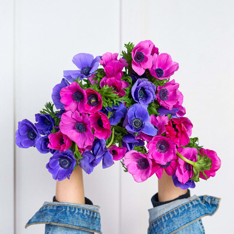 Grower's Choice Anemones x3!